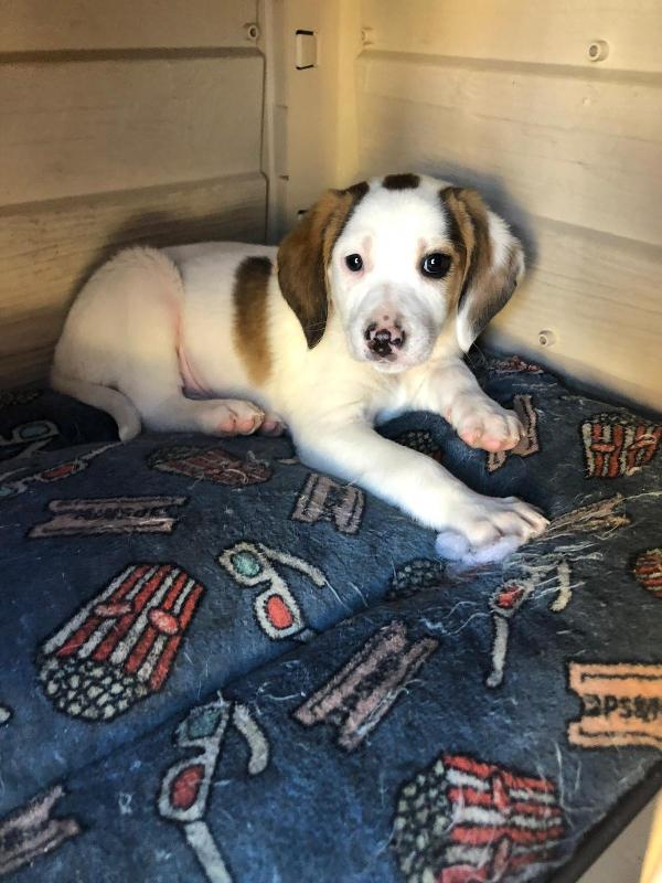 Billy Cucciolo Simil Segugio 2 Mesi